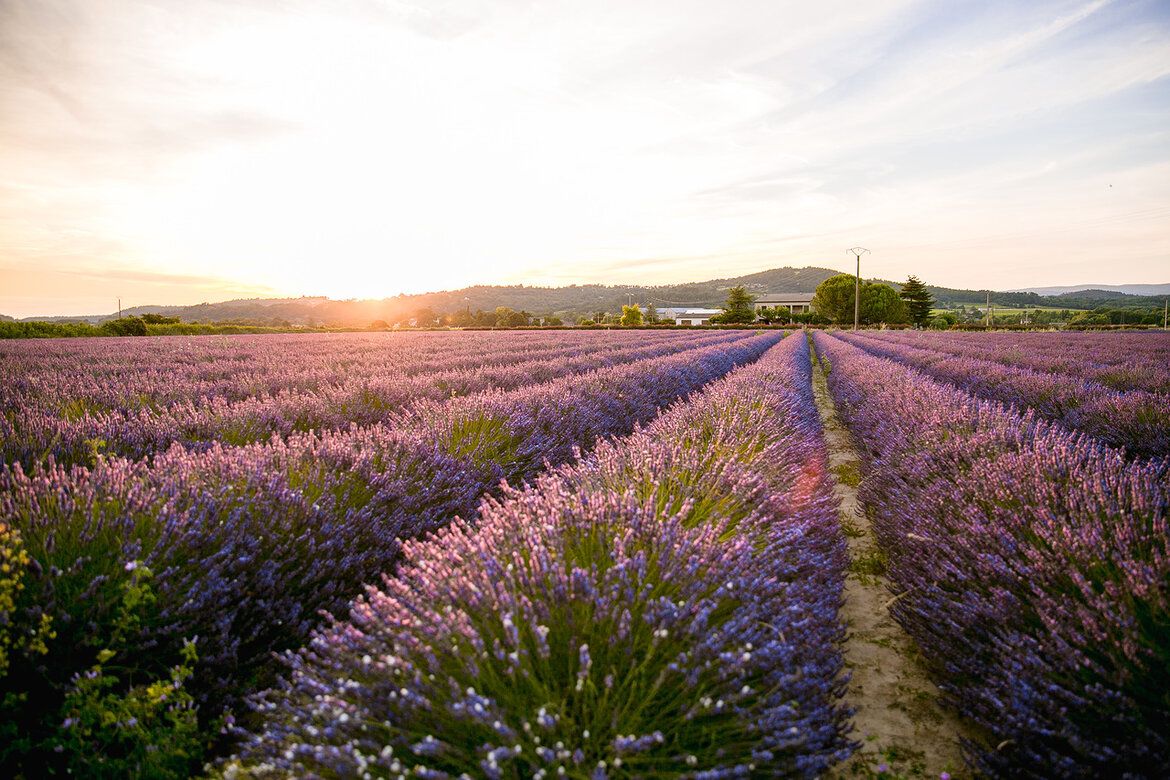 Из Прованса на Жёлтую Мельницу